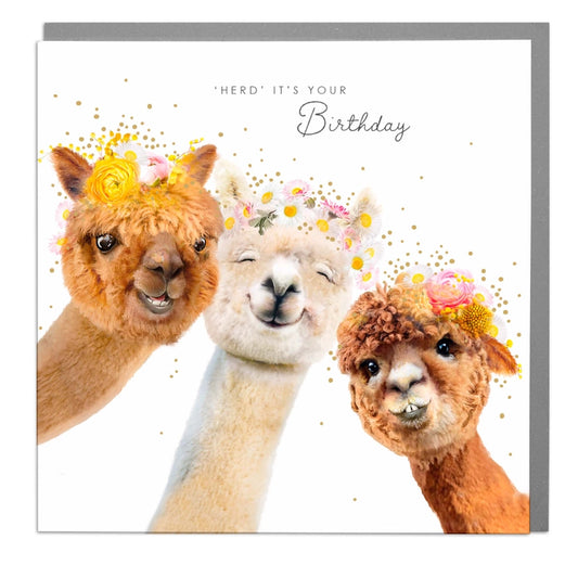 "Herd" It's Your Birthday Alpaca Card - Lola Design